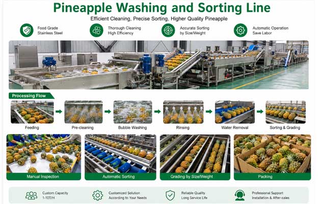 Pineapple-Washing-and-Sorting-Line Pineapple-Washing-and-Sorting-Line